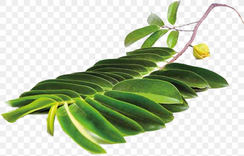 Leaf Soursop Auglis Sugar Apple Plant Stem, PNG, 1600x1025px, Leaf, Annona, Auglis, Cancer, Custardapple Download Free