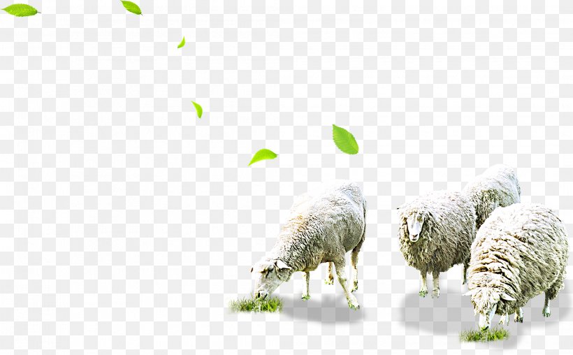 Sheep Grazing Herd, PNG, 2092x1298px, Sheep, Animal Science, Google Images, Grass, Grazing Download Free