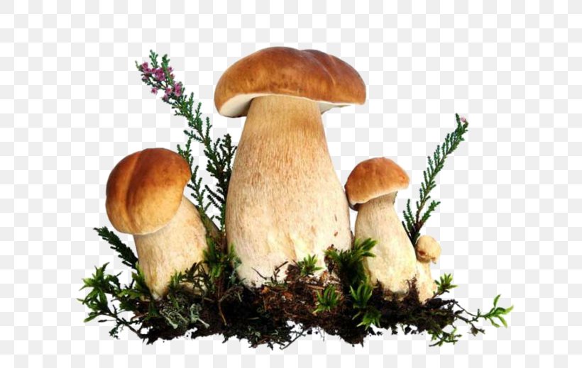 Stock Photography Royalty-free, PNG, 699x519px, Stock Photography, Edible Mushroom, Fotolia, Ingredient, Matsutake Download Free