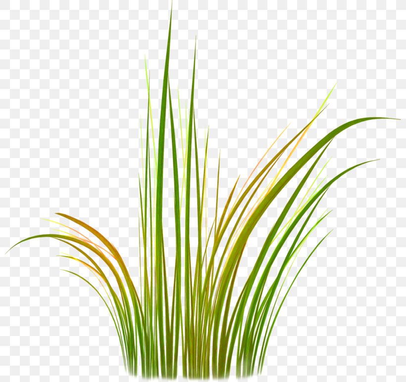 Sweet Grass Vetiver Lemongrass Wheatgrass Plant Stem, PNG, 800x773px, Sweet Grass, Aquarium, Aquarium Decor, Chrysopogon, Chrysopogon Zizanioides Download Free