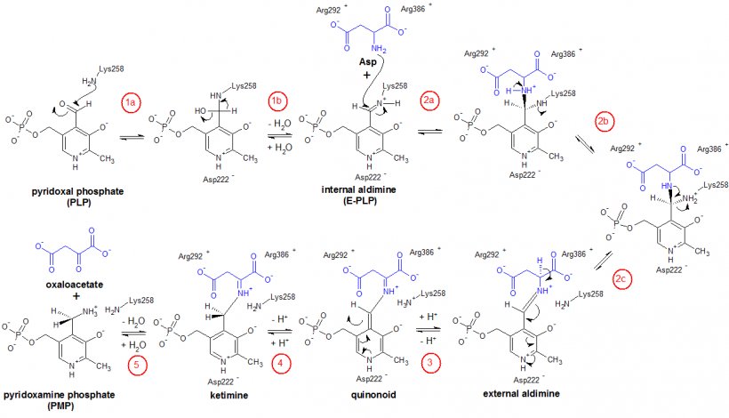 Biosynthesis Metabolism Biochemistry Alpha-Ketoglutaric Acid Anabolism, PNG, 1242x713px, Biosynthesis, Alphaketoglutaric Acid, Amino Acid, Anabolism, Area Download Free