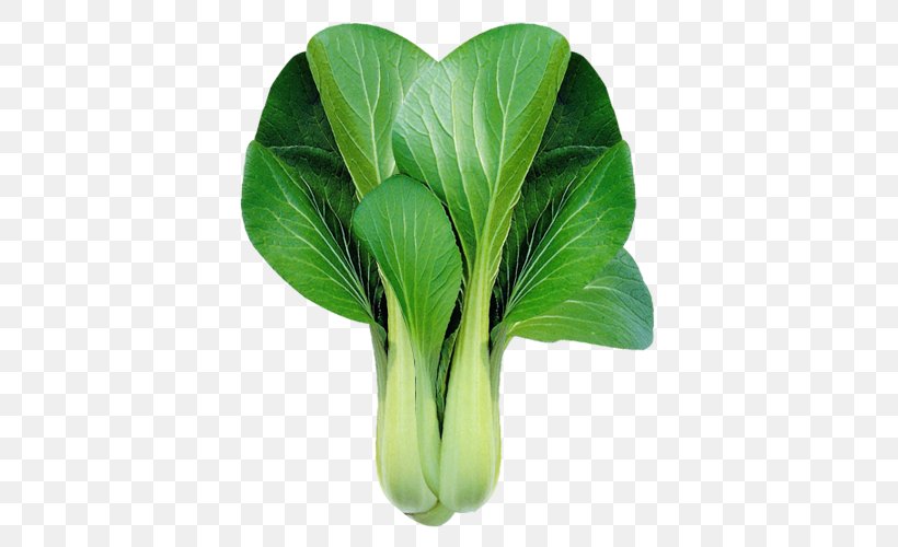 Bok Choy Chinese Cabbage Leaf Vegetable Clip Art, PNG, 500x500px, Bok Choy, Brassica Rapa, Cabbage, Chard, Chinese Cabbage Download Free