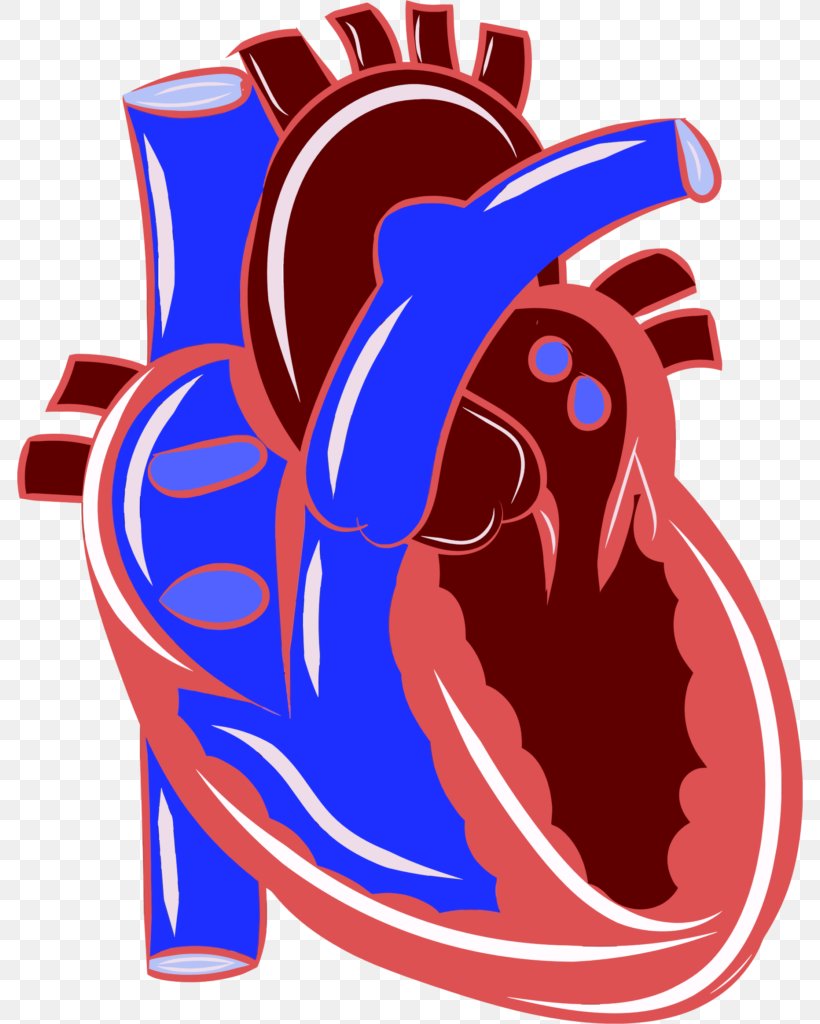 Heart Cardiovascular Disease Circulatory System Health Clip Art, PNG, 786x1024px, Watercolor, Cartoon, Flower, Frame, Heart Download Free