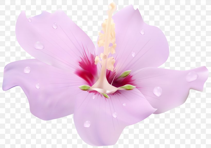 Hibiscus Flower Clip Art, PNG, 8000x5618px, Flower, Blossom, Color, Flowering Plant, Herbaceous Plant Download Free