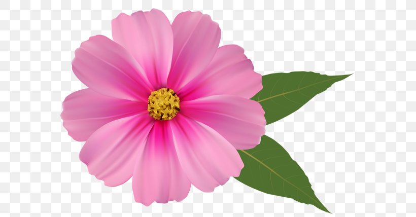 Pink Flowers Rose Clip Art, PNG, 600x428px, Pink Flowers, Annual Plant, Aster, Blossom, Common Daisy Download Free