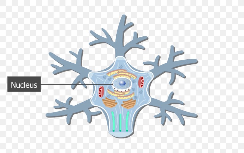 Soma Unipolar Neuron Cell Neurofilament, PNG, 770x513px, Watercolor, Cartoon, Flower, Frame, Heart Download Free
