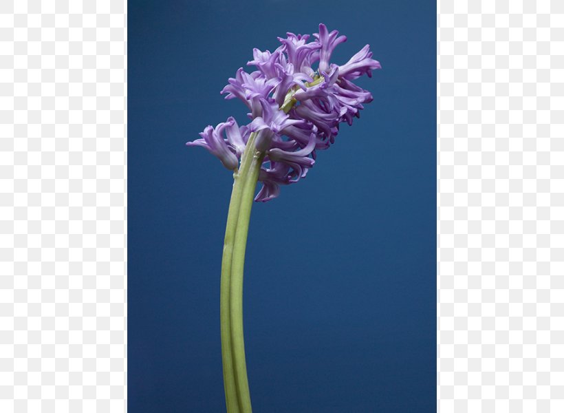 Violet Flower Plant Stem Hyacinth Color, PNG, 600x600px, Violet, Color, Flora, Flower, Flowering Plant Download Free