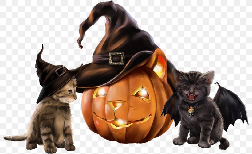 Whiskers Kitten Black Cat Bombay Cat Halloween, PNG, 800x502px, Whiskers, Animal, Black Cat, Bombay Cat, Carnivoran Download Free