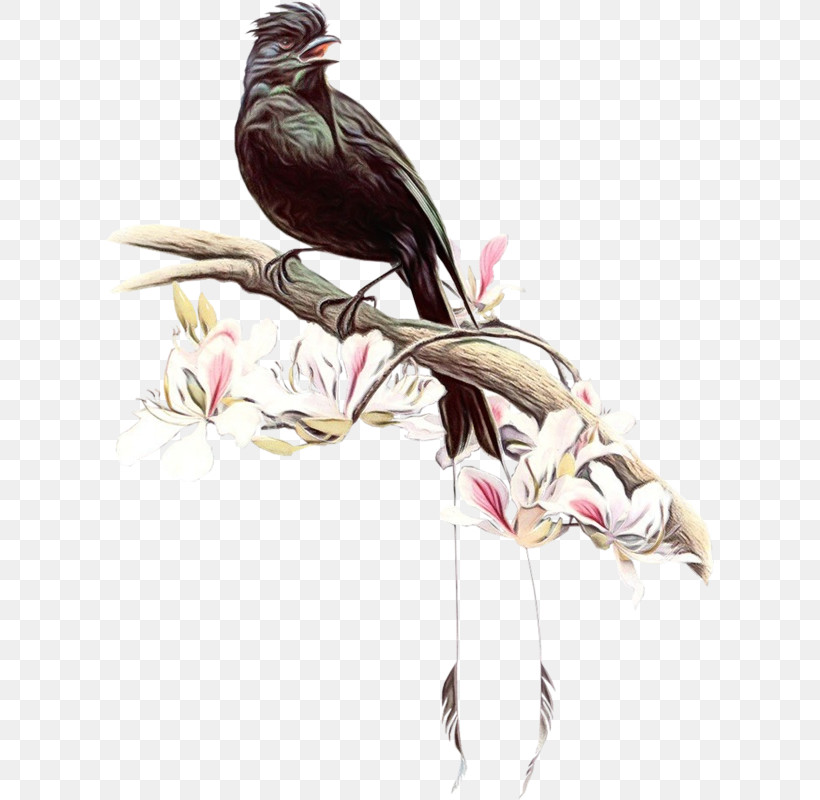 Bird Beak Plant Cuculiformes Cuckoo, PNG, 608x800px, Watercolor, Beak, Bird, Bulbul, Coraciiformes Download Free