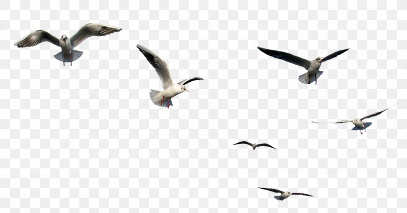 Bird Clip Art Flight Image, PNG, 1200x630px, Bird, Animal, Animal Migration, Beak, Bird Flight Download Free