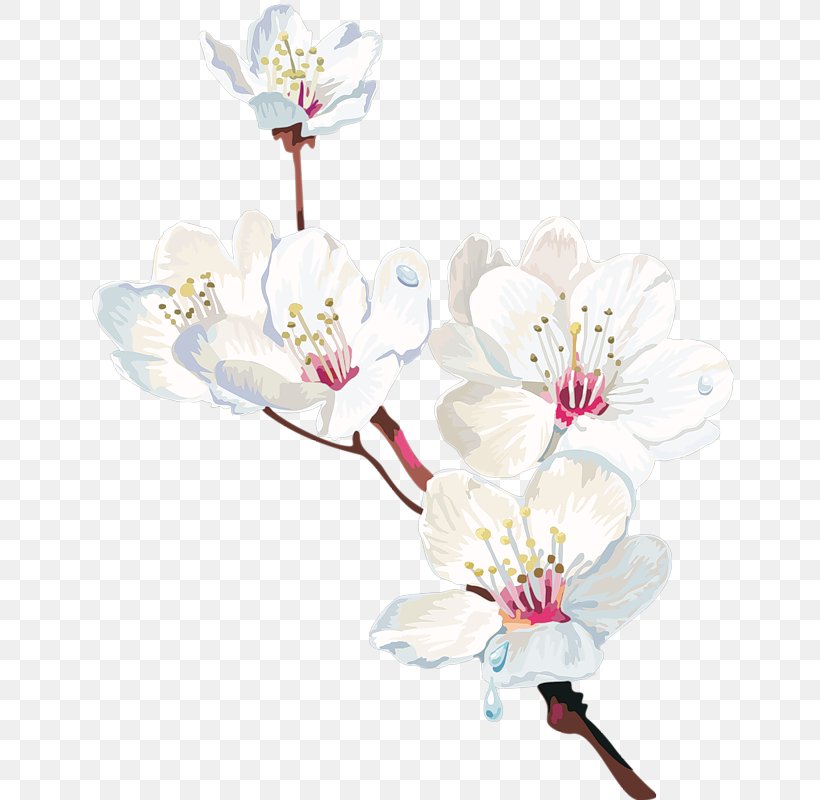 Cape Jasmine Flower Plant, PNG, 680x800px, Cape Jasmine, Blossom, Bonsai, Branch, Cartoon Download Free