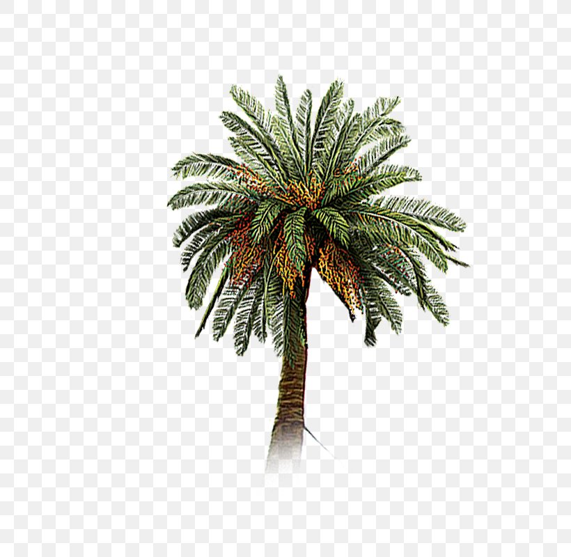 Date Palm Coconut Tree Arecaceae, PNG, 800x800px, Date Palm, Arecaceae, Arecales, Brush, Coconut Download Free