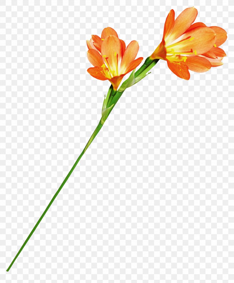 Flower Orange Stamen, PNG, 2610x3156px, Flower, Cut Flowers, Designer, Flora, Floral Design Download Free