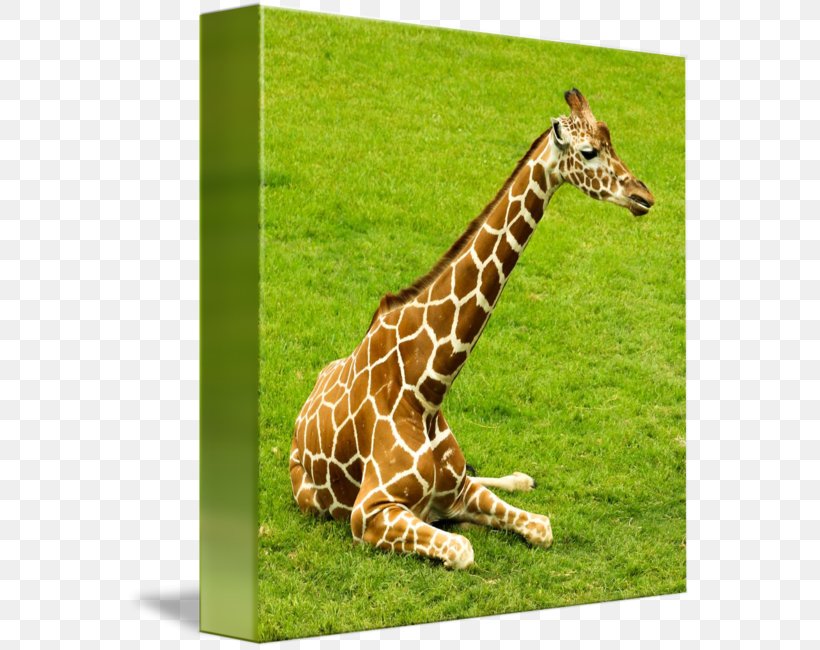 Giraffe Fauna Grassland Wildlife Terrestrial Animal, PNG, 566x650px, Giraffe, Animal, Fauna, Giraffidae, Grass Download Free