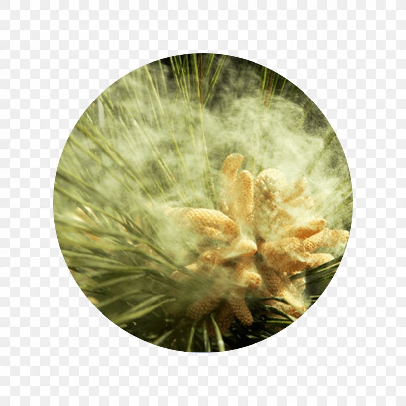 Pollen 松花粉 Tree Bee Scots Pine, PNG, 1080x1080px, Pollen, Allergy, Bee, Catkin, Conifer Cone Download Free