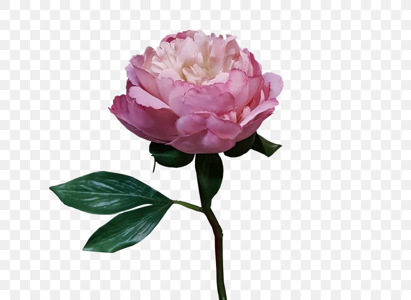 Garden Roses Cabbage Rose Floribunda Peony Flower, PNG, 800x600px, Garden Roses, Artificial Flower, Cabbage Rose, Cut Flowers, Floribunda Download Free