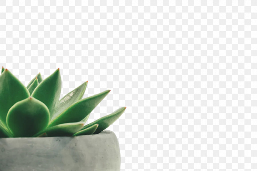 Green Wall, PNG, 1200x800px, Succulent Plant, Aloes, Cactus, Cactus Collection, Dracaena Trifasciata Download Free