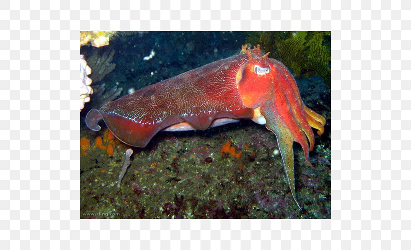 Sepia Apama Cuttlefish Sepia Latimanus Australia Cephalopod, PNG, 500x500px, Sepia Apama, Animal, Animal Source Foods, Australia, Cephalopod Download Free