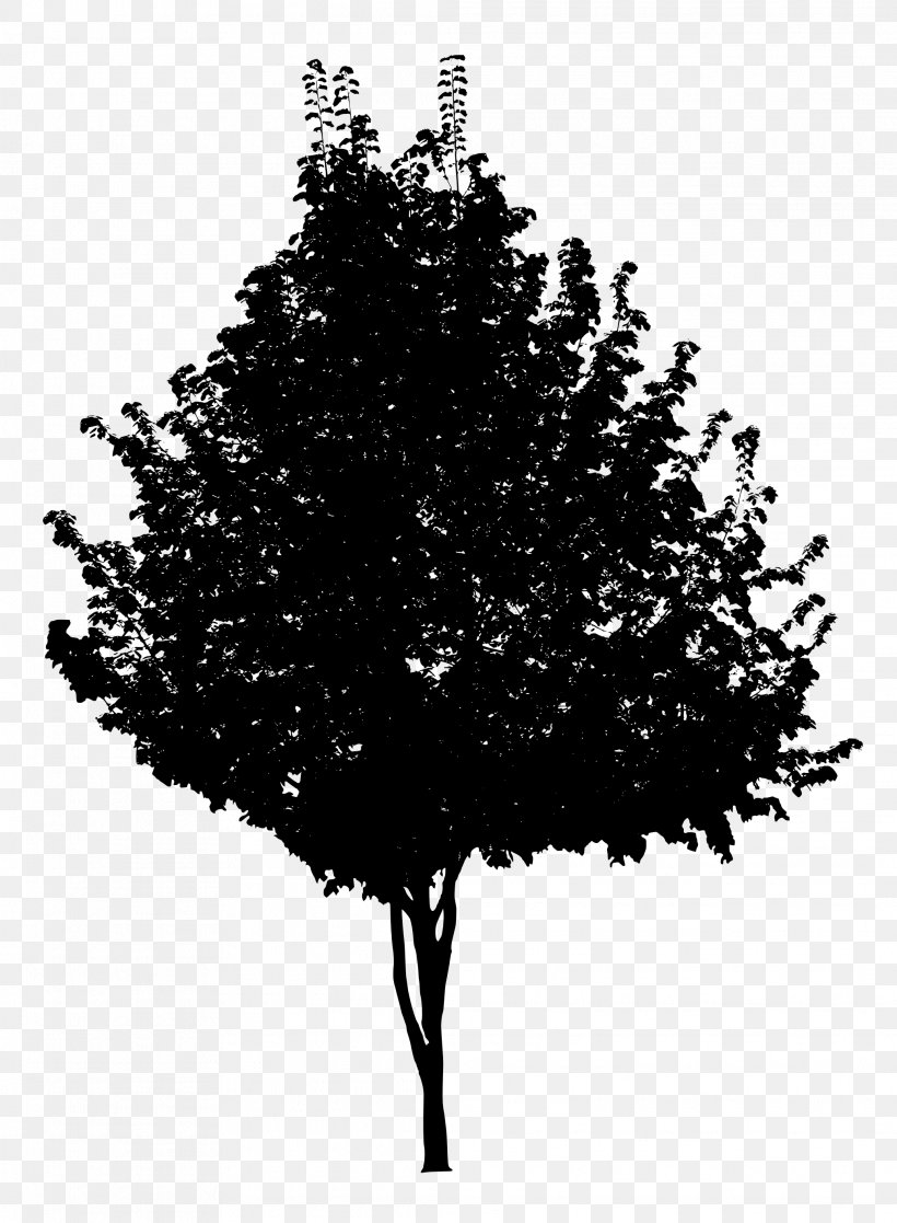 Tree Black And White Branch, PNG, 2073x2826px, Tree, Black And White, Branch, Digital Media, Fir Download Free