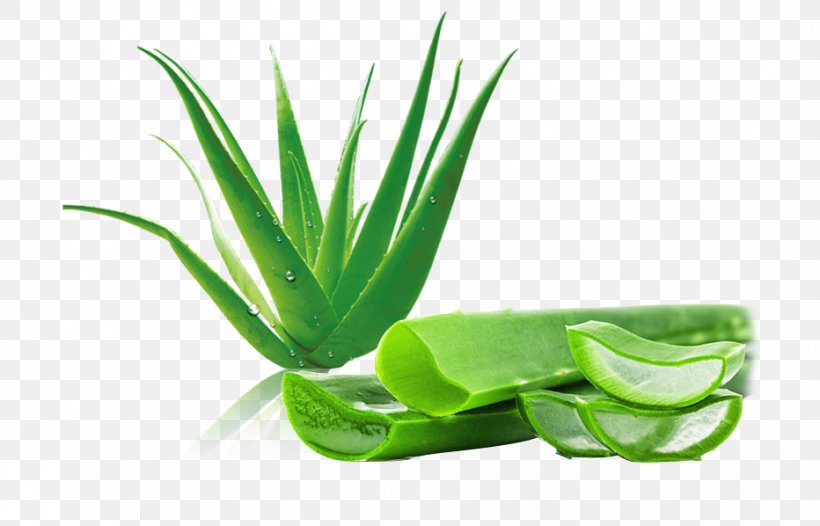 Aloe Vera Aloin Leaf Gel, PNG, 932x598px, Aloe Vera, Aloe, Aloe Emodin, Aloin, Aquarium Decor Download Free