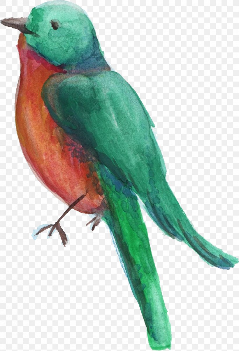 Bird Parrot Parakeet Transparent Watercolor Wheel Watercolor Painting, PNG, 890x1308px, Bird, Animal, Beak, Blog, Common Pet Parakeet Download Free