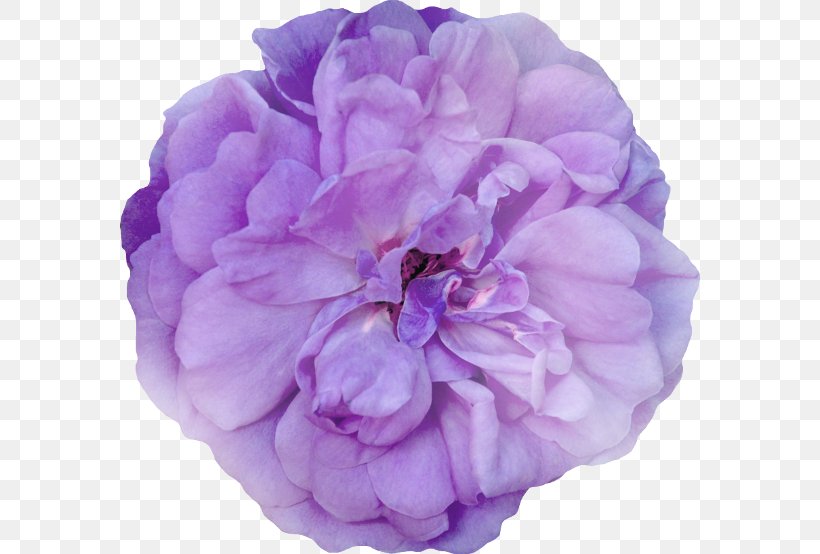 Cabbage Rose Garden Roses Peony Cut Flowers Petal, PNG, 580x554px, Cabbage Rose, Cut Flowers, Flower, Flowering Plant, Garden Download Free