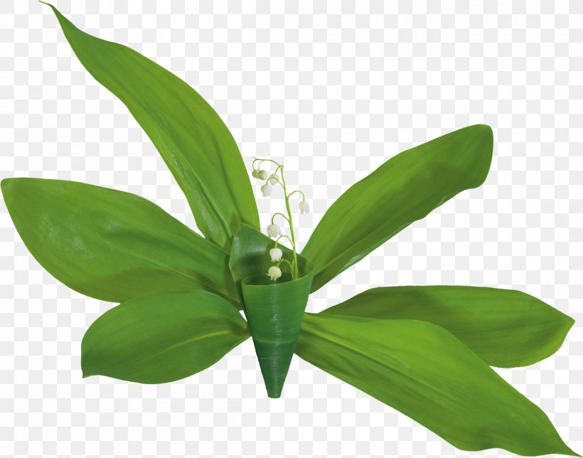 Lily Of The Valley Flower Clip Art, PNG, 1200x943px, Lily Of The Valley, Animation, Convallaria, Flower, Landishi Download Free