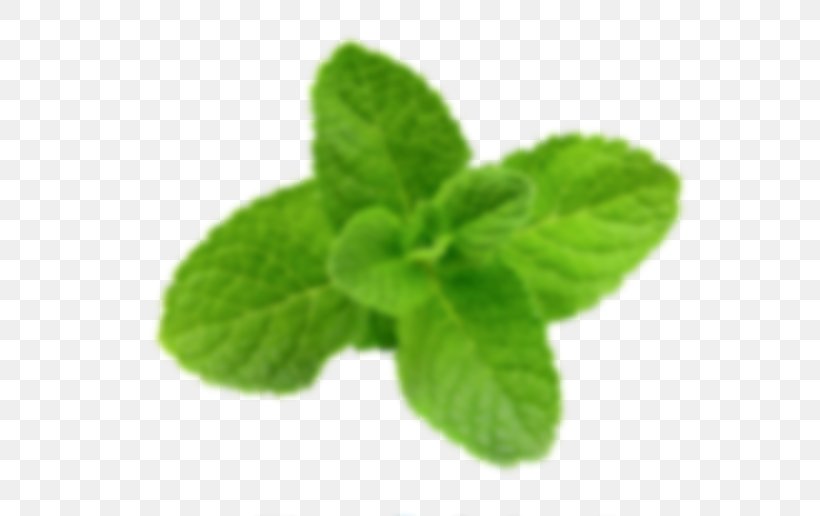 Peppermint Herb Medicinal Plants Stock Photography Mentos, PNG, 600x516px, Peppermint, Basil, Fotosearch, Herb, Leaf Download Free