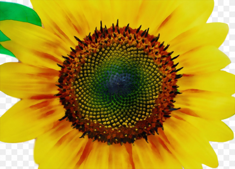 Sunflower, PNG, 1200x863px, Watercolor, Biology, Closeup, Common Daisy, Daisy Family Download Free