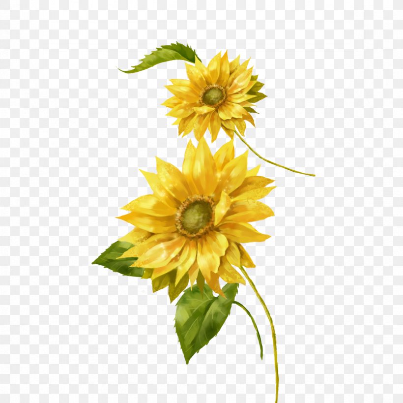 Common Sunflower Painting Yellow Euclidean Vector, PNG, 1181x1181px, Common Sunflower, Chrysanths, Cut Flowers, Daisy Family, Drawing Download Free