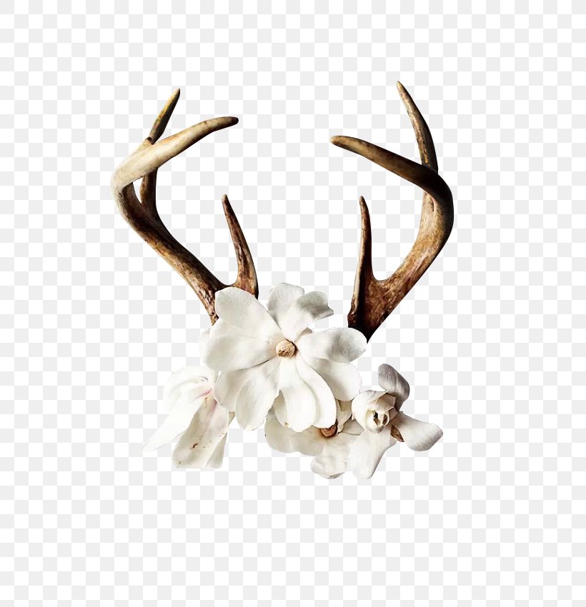 Reindeer Antler Flower Wall Decal, PNG, 680x850px, Deer, Antler, Art, Decorative Arts, Flower Download Free