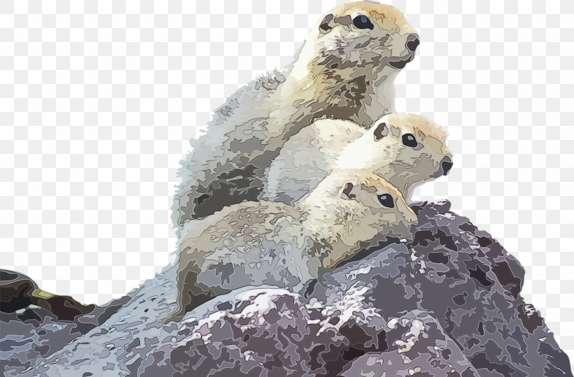 Adaptation Snout Marmot Wildlife Prairie Dog, PNG, 3000x1972px, Groundhog Day, Adaptation, Groundhog, Happy Groundhog Day, Marmot Download Free