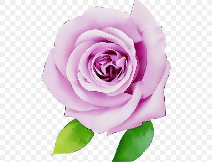 Garden Roses, PNG, 500x626px, Watercolor, Floribunda, Flower, Garden Roses, Hybrid Tea Rose Download Free