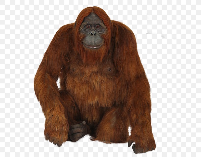 Gorilla Chimpanzee Monkey Bornean Orangutan, PNG, 640x640px, Gorilla, Animal, Bornean Orangutan, Chimpanzee, Editing Download Free
