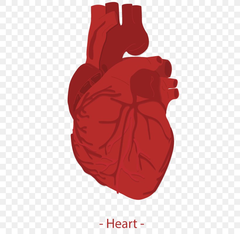 Heart Euclidean Vector Homo Sapiens Icon, PNG, 800x800px, Watercolor, Cartoon, Flower, Frame, Heart Download Free