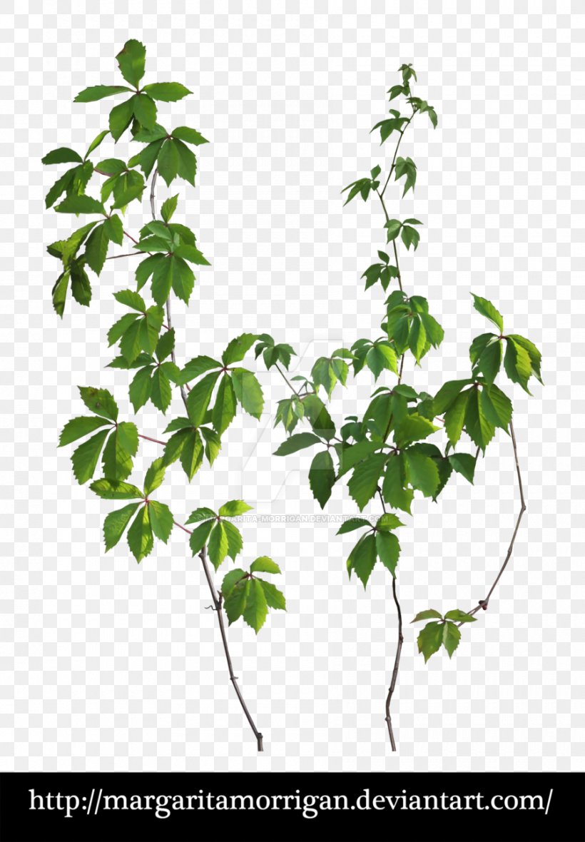 Margarita Parthenocissus Tricuspidata Liana Tree Plant, PNG, 900x1296px, Margarita, Branch, Deviantart, Flora, Flower Download Free