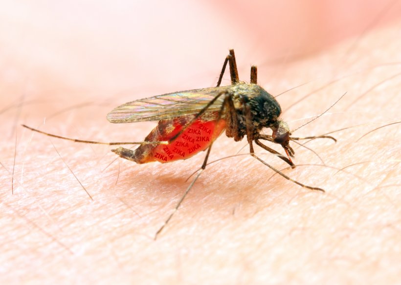 Marsh Mosquitoes Mosquito-borne Disease Zika Virus Mosquito Control Malaria, PNG, 2450x1743px, Marsh Mosquitoes, Animal Bite, Arthropod, Disease, Fauna Download Free