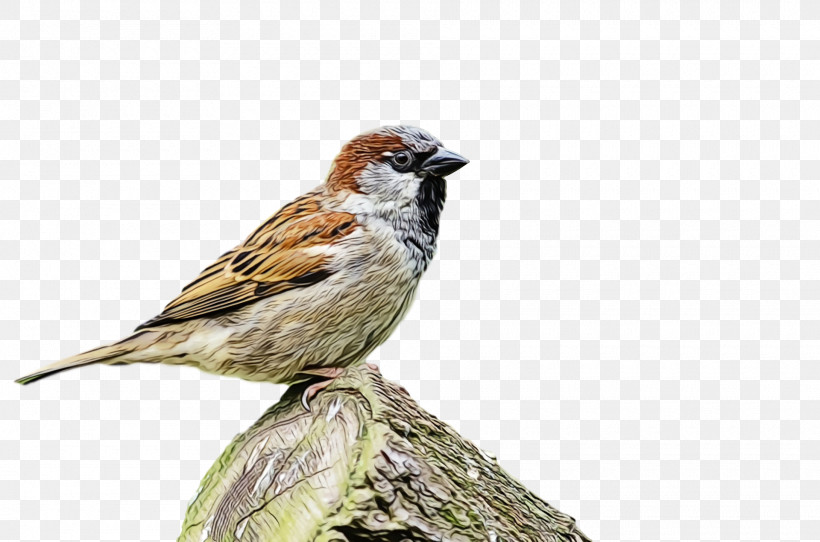 Bird House Sparrow Sparrow Beak Finch, PNG, 1920x1270px, Bird, Beak, Emberizidae, Finch, House Sparrow Download Free