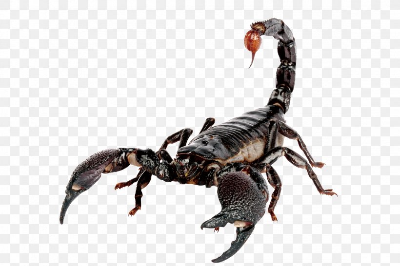 Emperor Scorpion Scorpion Sting House, PNG, 2362x1575px, Scorpion, Arachnid, Aries, Arizona Bark Scorpion, Arthropod Download Free