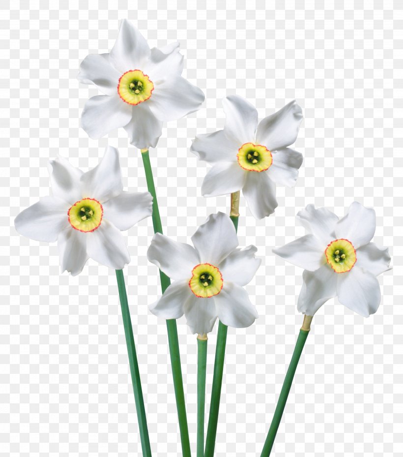 Flower Clip Art, PNG, 2938x3332px, Daffodil, Amaryllis Family, Animation, Cut Flowers, Flora Download Free