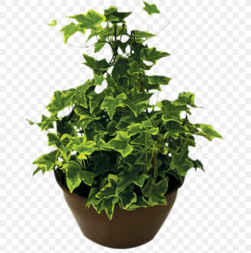 Houseplant Flowerpot Ornamental Plant Cut Flowers, PNG, 651x827px, Plant, Company, Cut Flowers, Evergreen, Evergreen Marine Corp Download Free