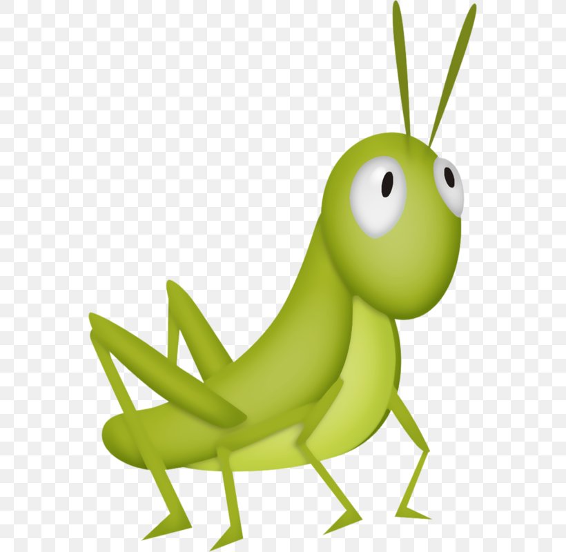 Insect Grasshopper Clip Art, PNG, 563x800px, Insect, Amphibian, Cricket, Cricket Like Insect, Cuteness Download Free