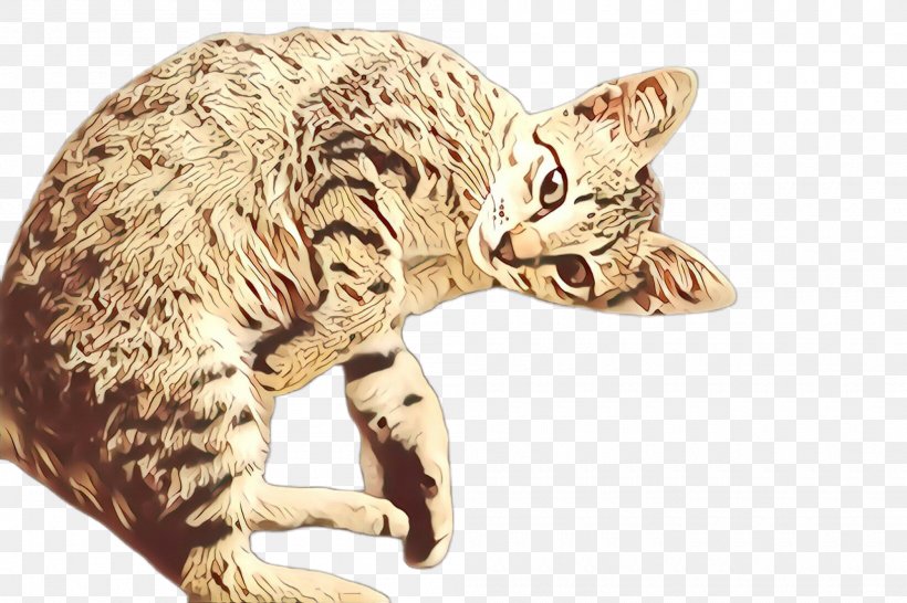 ocicat cat size