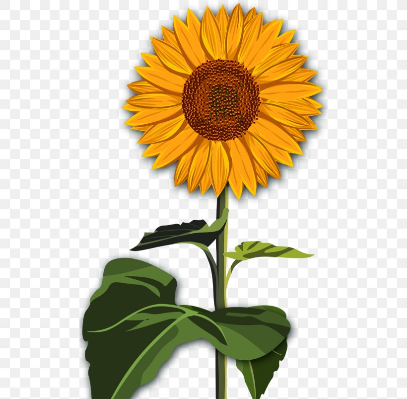 Common Sunflower Desktop Wallpaper Red Sunflower Clip Art, PNG, 500x803px, Common Sunflower, Annual Plant, Asterales, Autumn, Cut Flowers Download Free