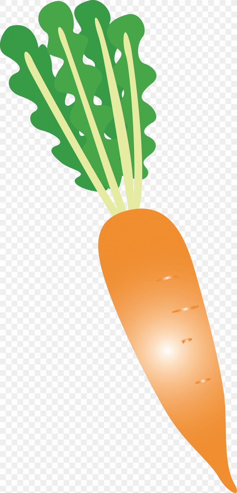 Radish, PNG, 1442x2999px, Radish, Biology, Carrot, Fruit, Geometry Download Free