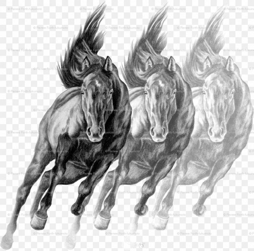 Sketch Drawing Mustang Art Charcoals, PNG, 989x976px, Drawing, Art, Art Charcoals, Black And White, Bridle Download Free