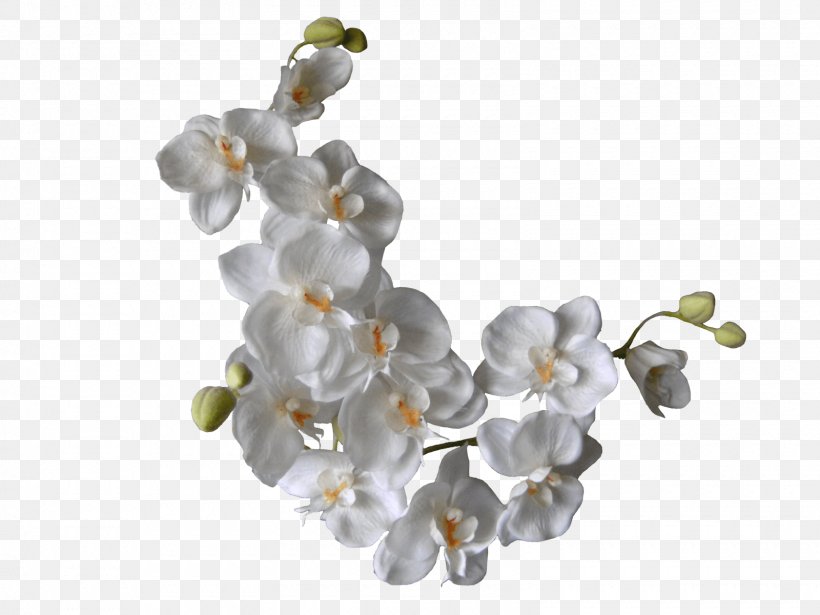 Flower White Orchids Clip Art, PNG, 1600x1200px, Flower, Body Jewelry, Color, Fashion Accessory, Flowering Plant Download Free