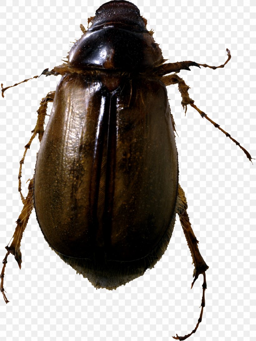 May Beetles Cockroach Cotinis Nitida Pest, PNG, 1803x2404px, Beetle, Arthropod, Cockchafer, Cotinis Nitida, Dung Beetle Download Free