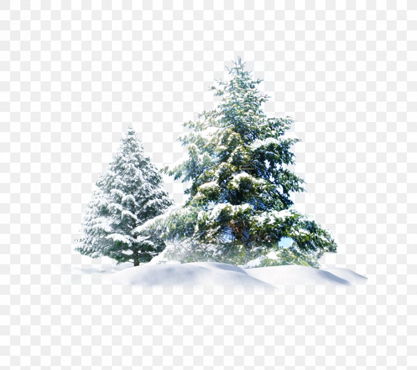 Polar Bear Snow Pine Wallpaper, PNG, 900x800px, Snow, Christmas, Christmas Decoration, Christmas Ornament, Christmas Tree Download Free