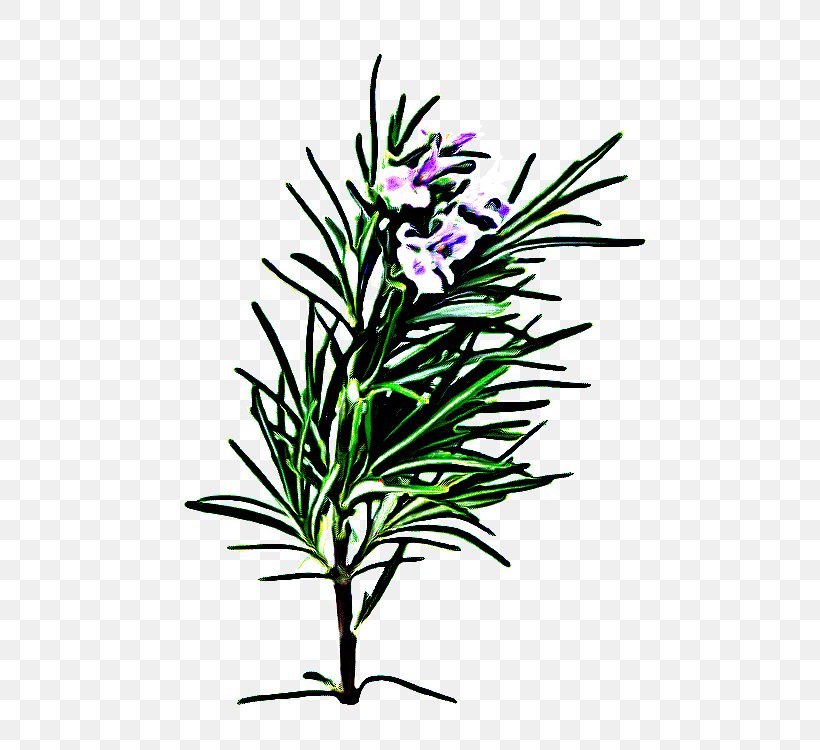 Rosemary, PNG, 500x750px, Flower, Branch, Flowering Plant, Herb, Pedicel Download Free